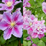 Clematis Piilu