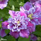 Clematis Piilu