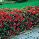 Pyracantha Victory