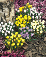 Crocus Winter Flowering Mix