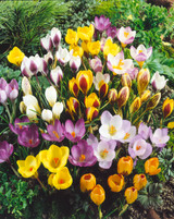 Crocus Winter Flowering Mix