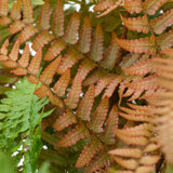 Dryopteris erythrosora