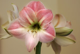 Amaryllis Apple Blossom 26cm+