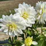 Dahlia Gallery 'Art Fair'
