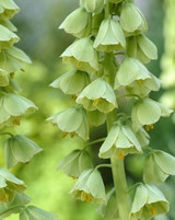 Fritillaria Persica Ivory Bells 18cm+