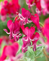 Dicentra Burning Hearts