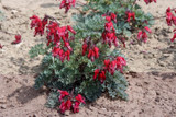 Dicentra Burning Hearts