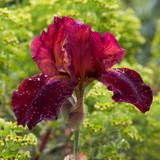 Iris germanica 'Sultan's Palace'