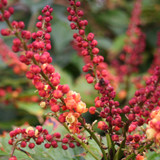 Mahonia Cabaret