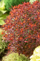 Euphorbia epithymoides 'Bonfire'