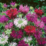 Monarda Mix