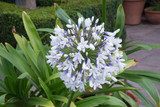 Agapanthus Queen Mum (7cm Module)