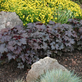 Heuchera Palace Purple (Powerliner)