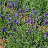 Lavender Hidcote (9cm Pot)