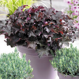 Heuchera Palace Purple (5cm Module)