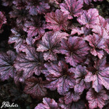 Heuchera 'Palace Purple'