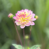 Dahlia 'Maya'