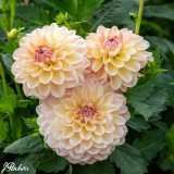 Dahlia 'Maya'