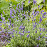 Lavender Platinum Blonde