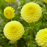 Dahlia 'Golden Torch'