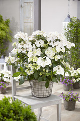 Hydrangea Runaway Bride (13cm Pot)