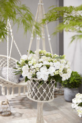 Hydrangea Runaway Bride (13cm Pot)