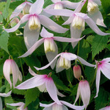 Clematis alpina' Willy '