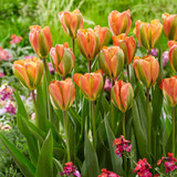 Tulip 'Orange Marmalade'