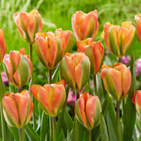 Tulip 'Orange Marmalade'