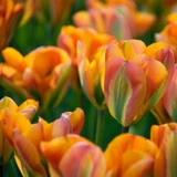 Tulip 'Orange Marmalade'