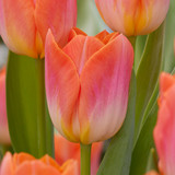 Tulip Sunrise Dynasty