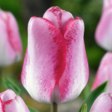 Tulip Playgirl