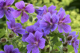 Geranium magnificum Rosemoor (9cm Pot)