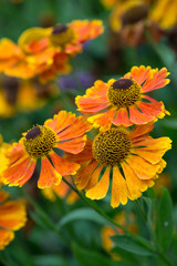 Helenium Waltraut