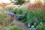 Miscanthus sinensis 'Red Chief'