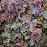 Heuchera Palace Purple (Power Module)