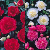 Camellia Collection