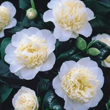 Camellia Collection