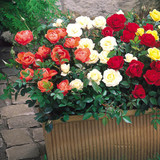 Miniature Rose Collection