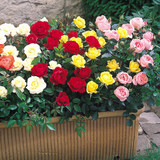 Miniature Rose Collection