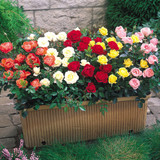 Miniature Rose Collection