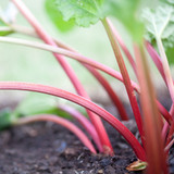 Rhubarb Collection