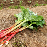 Rhubarb Collection