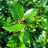 Ornamental Ilex Collection