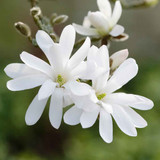 Magnolia Collection