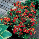 Potentilla fruticosa Collection