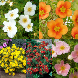Potentilla fruticosa Collection