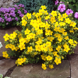 Potentilla fruticosa Collection