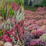 Erica and Calluna Heather Collection