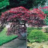 Acer Cut Leaf Collection